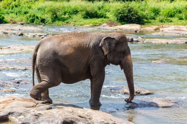 Sri Lanka 'daki nehirde tek bir fil.