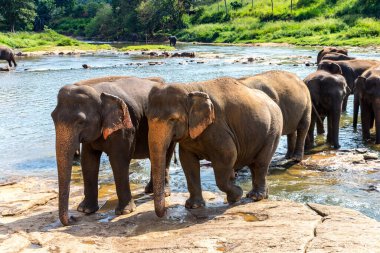 Sri Lanka 'da yaz günü fil sürüsü