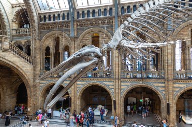LONDON, İngiltere - 18 Haziran 2022: Londra Doğal Tarih Müzesi ve Londra 'daki ana salonda mavi balina iskeleti