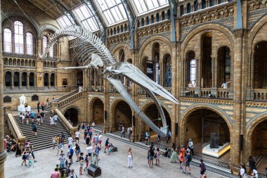 LONDON, İngiltere - 18 Haziran 2022: Londra Doğal Tarih Müzesi ve Londra 'daki ana salonda mavi balina iskeleti