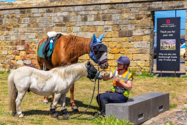 Whitby, İngiltere - 29 Haziran 2025: Genç binici güneşli bir yaz gününde İngiltere 'nin Kuzey Yorkshire kentinde taştan duvarın yanında kahverengi bir at ve beyaz bir midilliyle dinleniyor