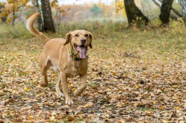 Sonbaharda ormanda koşan melez, sevimli, seksi bir köpek. Evcil hayvan konsepti. Çimenlik. Dışarıda oynayan mutlu köpekler..