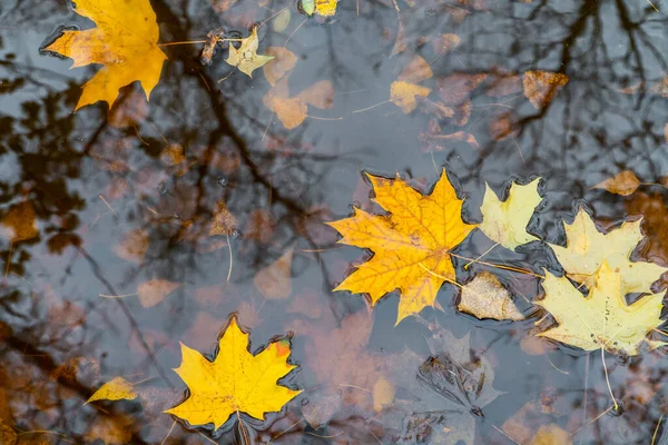 Fallen Yellow Maple Leaves Autumn Puddle Nature Seasonal Beauty Concept — Stock Photo, Image