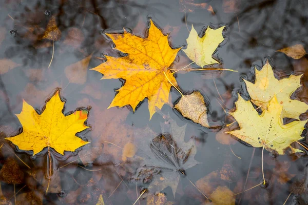 Umgestürzte Gelbe Ahornblätter Der Herbstpfütze Natur Saisonales Schönheitskonzept — Stockfoto
