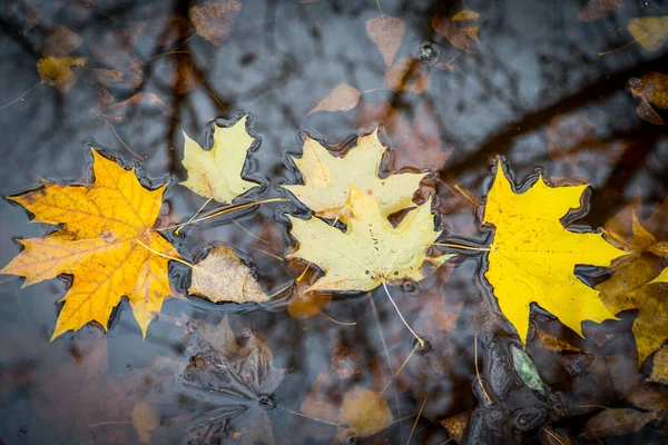 Folhas Bordo Amarelas Caídas Poça Outono Natureza Conceito Beleza Sazonal — Fotografia de Stock