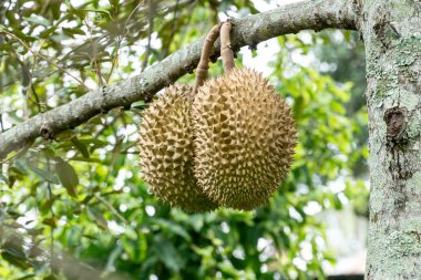 Two durians growing on tree. Natural poducts growing concept