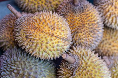 Close up view of a durian sold on a market. Nutrition and natural poducts growing concept