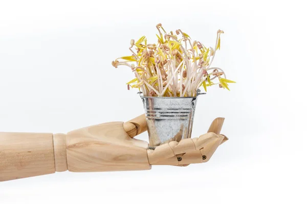 白い背景に発芽した豆とおもちゃの金属バケツを保持人工木製の手 マイクログリーンとビーガン健康食品の概念 — ストック写真