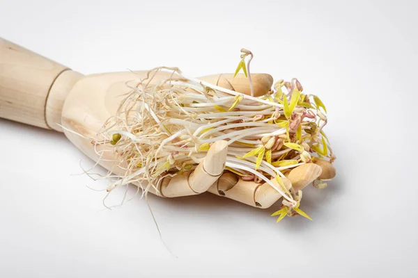 木製の手は白い背景に豆を発芽保持 マイクログリーンとビーガン健康食品の概念 — ストック写真
