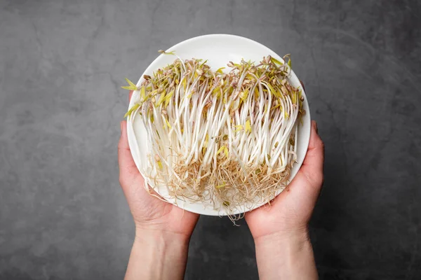 Hands Holding White Plate Sprouted Mung Beans Gray Background Micro — Stock Photo, Image