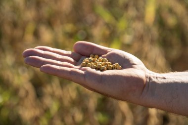 Soya fasulyesi tarlasında erkek palmiyesinin üzerinde duran olgun soya tohumları. Tarım üretim kavramı