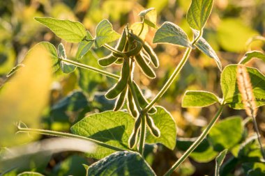 Çiftçi tarlasındaki çalıların üzerindeki yeşil soya tohumlarının yakın görüntüsü. Tarım üretim kavramı