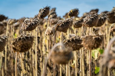 Çiftçi tarlasında ayçiçeklerini hasat etmeye hazır kuru ve olgun manzarayı kapat. Petrol üretim tarım kavramı