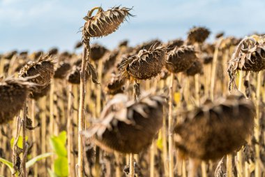 Çiftçi tarlasında ayçiçeklerini hasat etmeye hazır kuru ve olgun manzarayı kapat. Petrol üretim tarım kavramı