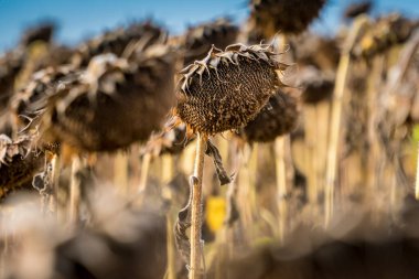 Çiftçi tarlasında ayçiçeklerini hasat etmeye hazır kuru ve olgun manzarayı kapat. Petrol üretim tarım kavramı