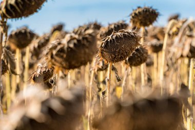 Çiftçi tarlasında ayçiçeklerini hasat etmeye hazır kuru ve olgun manzarayı kapat. Petrol üretim tarım kavramı
