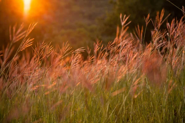 野生の羽の草は赤いトーンでフィールドの日没に 野生の自然の草の日没の映画館 — ストック写真