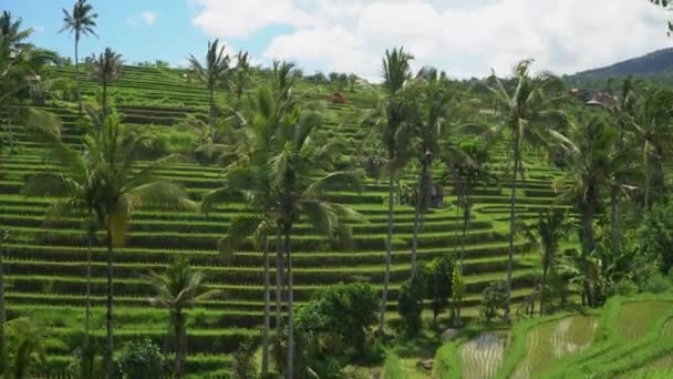 Filmagem Terraços Arroz Jatiluwih Ilha Bali Indonésia Tempo Ensolarado Atrações — Vídeo de Stock