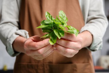 Yakın plan kadın elleri bir demet yeşil fesleğen tutuyor. Sağlıklı yemek pişirme konsepti