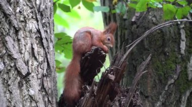 Kırık bir ağacın üzerinde fındık yiyen bir sincabın 4K görüntüsü. Ukraynalı vahşi doğa sincabı.