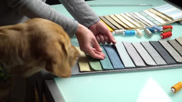 Footage Dog Choosing Right Kind Fabric Together Tailor Sewing Process — Stock Video