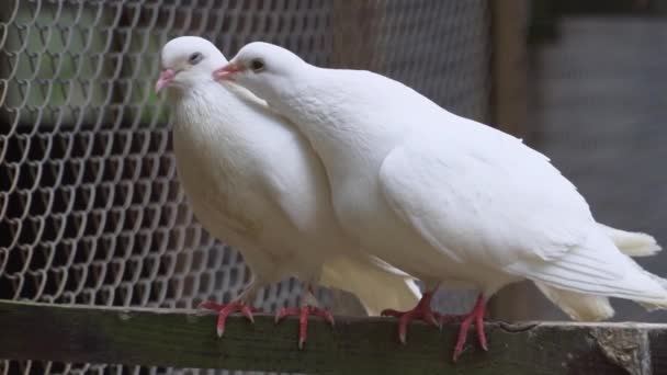 Filmagem Câmara Lenta Dois Pombos Brancos Limpar Ternamente Penas Outro — Vídeo de Stock
