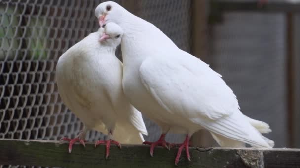 Nagranie Dwóch Białych Gołębi Delikatnie Czyszczących Sobie Pióra Para Czułych — Wideo stockowe