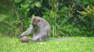 Komik ve meraklı maymun Ubud, Bali, Endonezya 'da hindistan cevizi kırmaya çalışıyor.