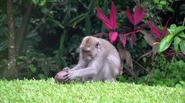 Komik ve meraklı maymun Ubud, Bali, Endonezya 'da hindistan cevizi kırmaya çalışıyor.