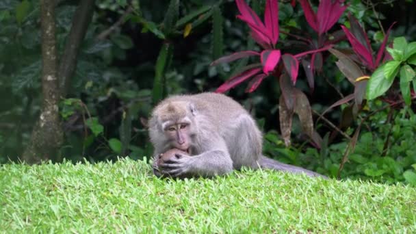 Забавная Любопытная Обезьяна Пытается Сломать Кокос Дикой Природе Убуде Бали — стоковое видео