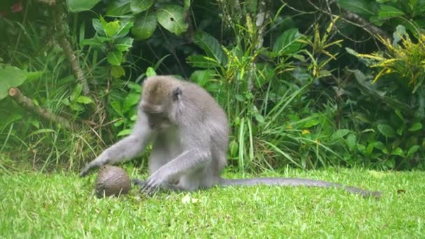 Zabawna Ciekawska Małpa Próbuje Przełamać Kokosa Dzikiej Przyrodzie Ubud Bali — Wideo stockowe