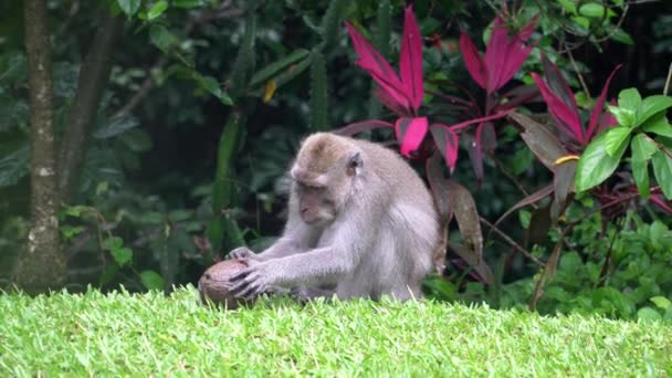 Komik Meraklı Maymun Ubud Bali Endonezya Hindistan Cevizi Kırmaya Çalışıyor — Stok video