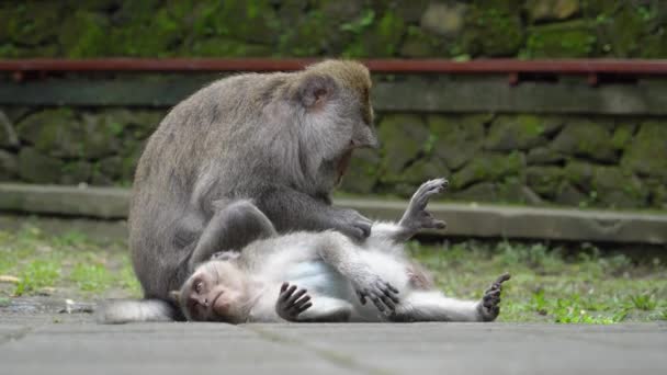 Two Monkeys Grooming Each Other Ubud Bali Indonesia Wild Nature — Stock Video