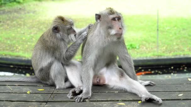 Dwie Małpy Wychowujące Się Ubud Bali Indonezji Zwierzęta Dzikiej Przyrody — Wideo stockowe
