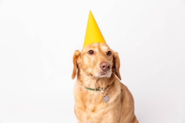 Beyaz arka planda çekilen sarı parti şapkalı Retriever Labrador 'un atölye portresini kapatın. Ev hayvanı köpek yetiştirme konsepti