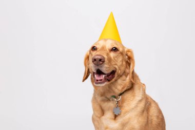 Beyaz arka planda çekilen sarı parti şapkalı Retriever Labrador 'un atölye portresini kapatın. Ev hayvanı köpek yetiştirme konsepti
