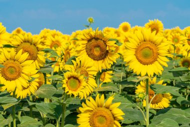 Yapraklarında görünen bir polenle çiçek açan ayçiçeği tarlası. Tozlaşma ve organik tarım konsepti hasat  