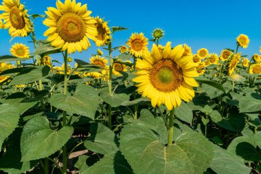 Yapraklarında görünen bir polenle çiçek açan ayçiçeği tarlası. Tozlaşma ve organik tarım konsepti hasat  