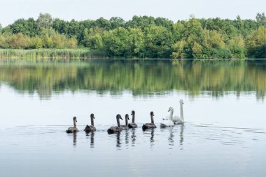 Gölde yüzen genç bir kuğu yavrusu olan sekiz kuşlu beyaz kuğu ailesi. Vahşi doğa kuş izleme konsepti