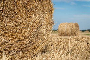 Bir tarladaki silindirik balyanın içine sıkıştırılmış saman yığınını kapat. Tarım teknolojisi kavramı