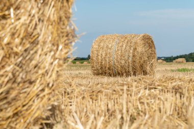 Close up of a strapped hay compressed  in  the cylindrical bale in a field.  Agriculture technology concept clipart