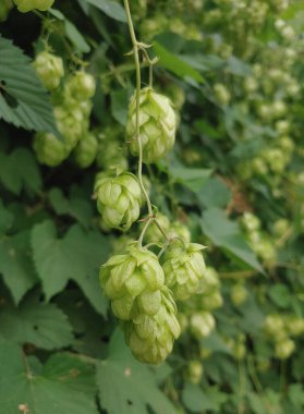 Dallara asılmış yeşil kozalaklardan oluşan yeni bir şapka. Bira üretimi için ham şeyler. Tarım bitkileri