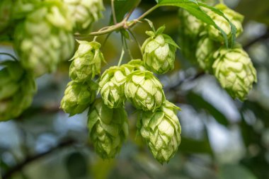 Closeup shot of  green hop cones hanging on a branches. Raw stuff for beer production. Agriculture  plants clipart