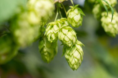 Closeup shot of  green hop cones hanging on a branches. Raw stuff for beer production. Agriculture  plants clipart