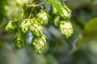 Closeup shot of  green hop cones hanging on a branches. Raw stuff for beer production. Agriculture  plants clipart