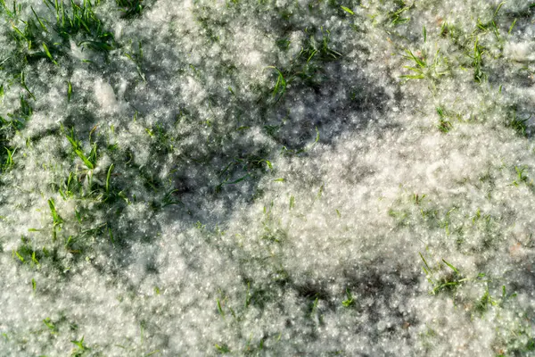 Kavak ağacı kabuğu yazın çimlerin üzerinde olur. Kavak ağacı alerjisi kavramını Gerçekler, Önleme ve Rahatlatma