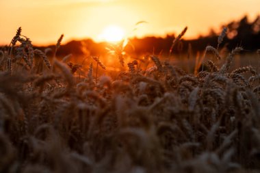 Gün batımında bir tarlada buğday kulağı siluetleri. Tarım sektörü ve gıda endüstrisi kavramı