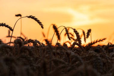 Gün batımında bir tarlada buğday kulağı siluetleri. Tarım sektörü ve gıda endüstrisi kavramı
