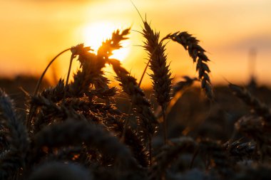 Gün batımında bir tarlada buğday kulağı siluetleri. Tarım sektörü ve gıda endüstrisi kavramı