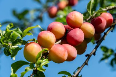 Olgun eriklerle dolu bir dala yaklaş. Organik meyve tarımı tarım kavramı 